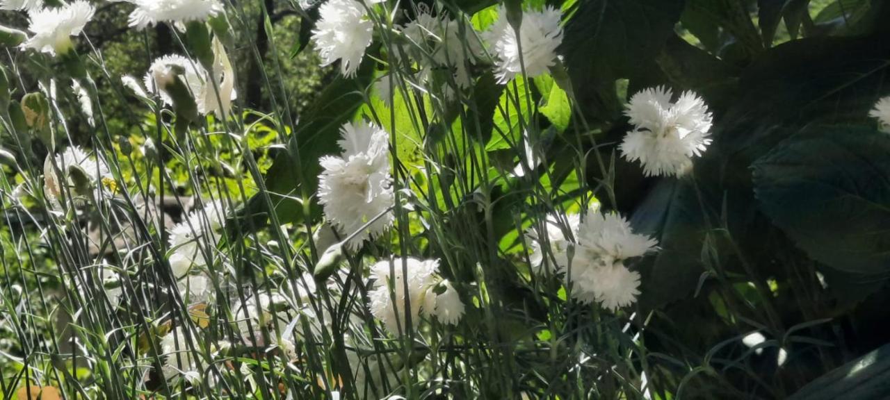 Vecchio Mulino Fontona Ortensia Chiesanuova  Dış mekan fotoğraf